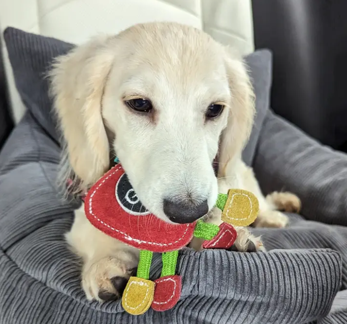 Eco Dog Toys From Green & Wild's