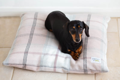 SALE: Pillow Dog Beds & Covers