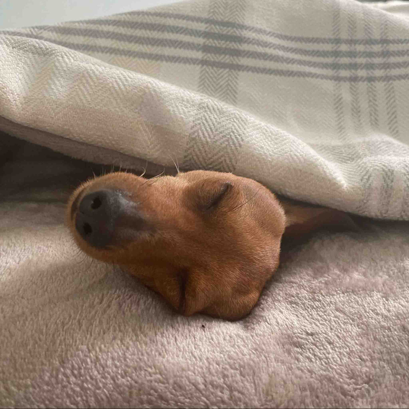 Natural Check Doggy Den Bed