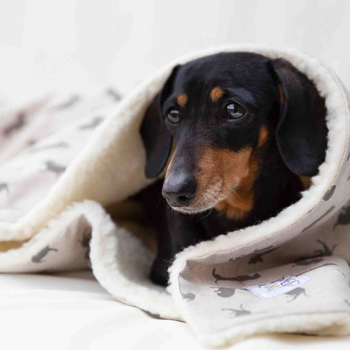 Natural Dachshund Cotton Blanket